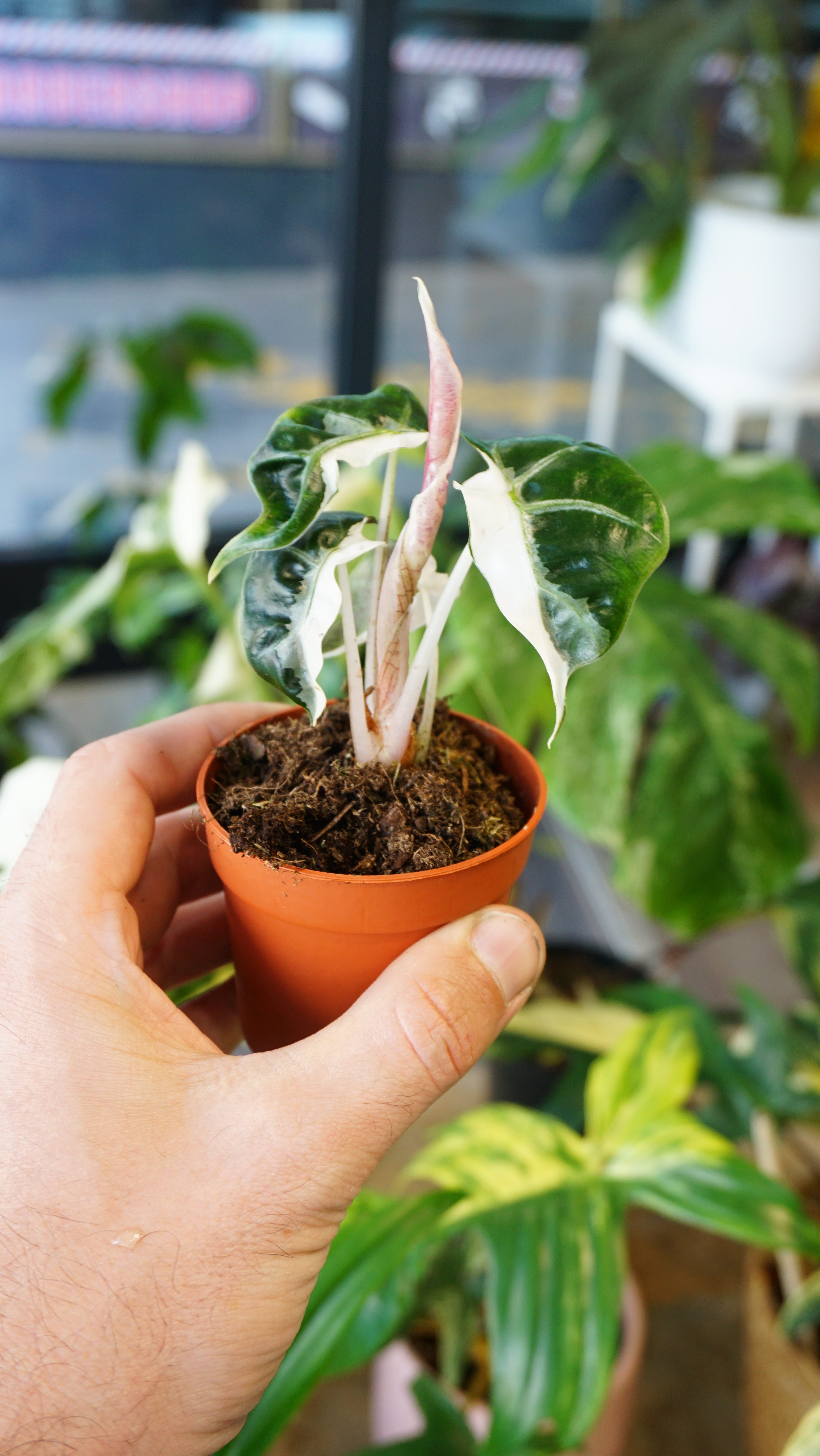 24(J4)Alocasia Polly Pink Variegatedアロカシア・ポリー・ピンク