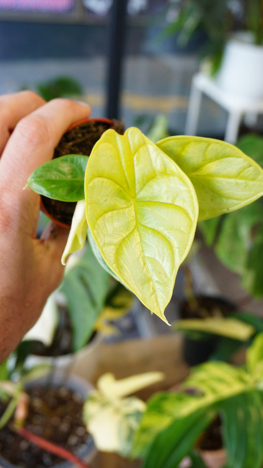 Alocasia Dragon scale Gold Lime studio plantes rares jungle jardinerie strasbourg rare plant shop online pflanzen