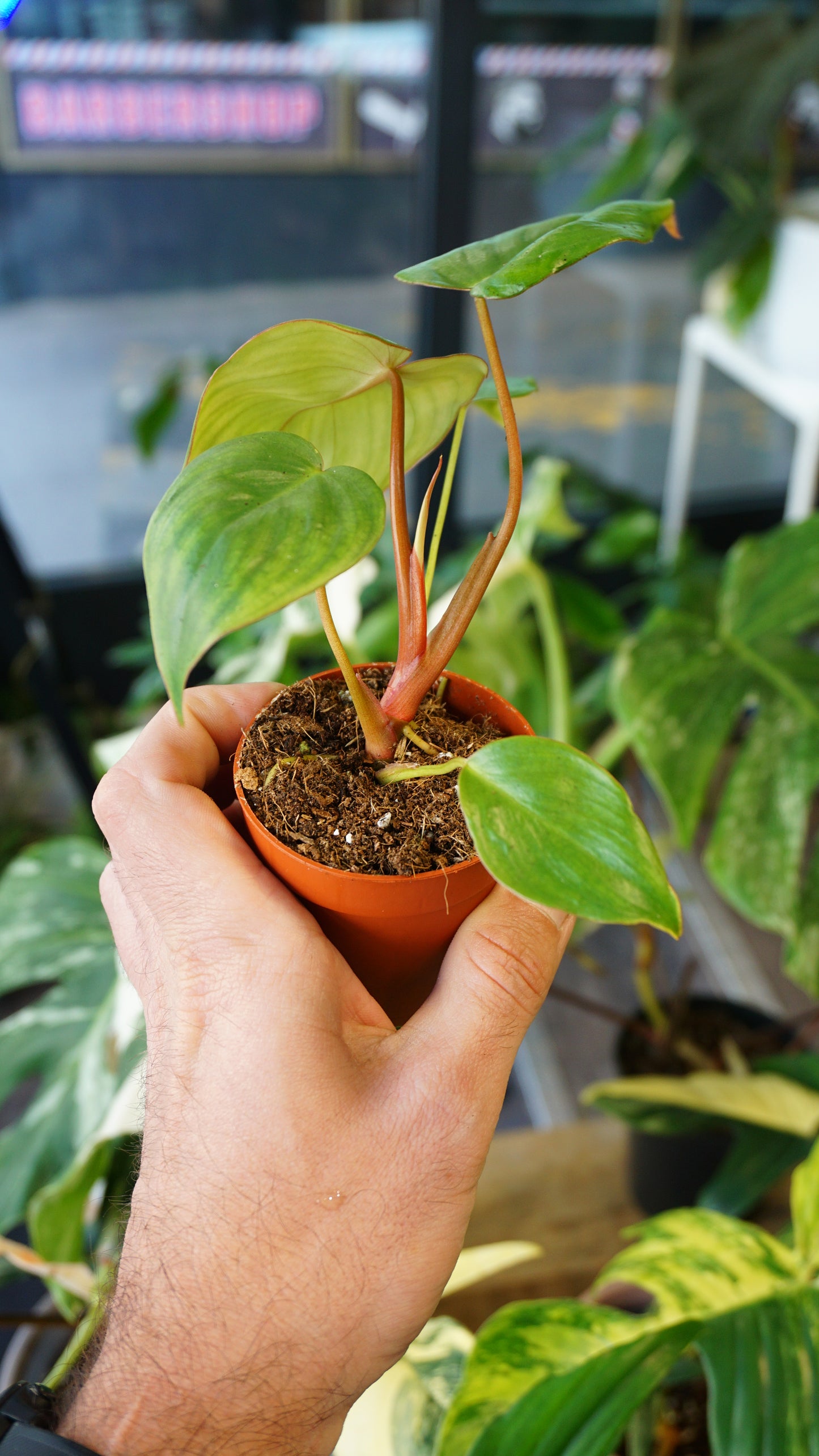 Philodendron Billietiae x Pastazanum