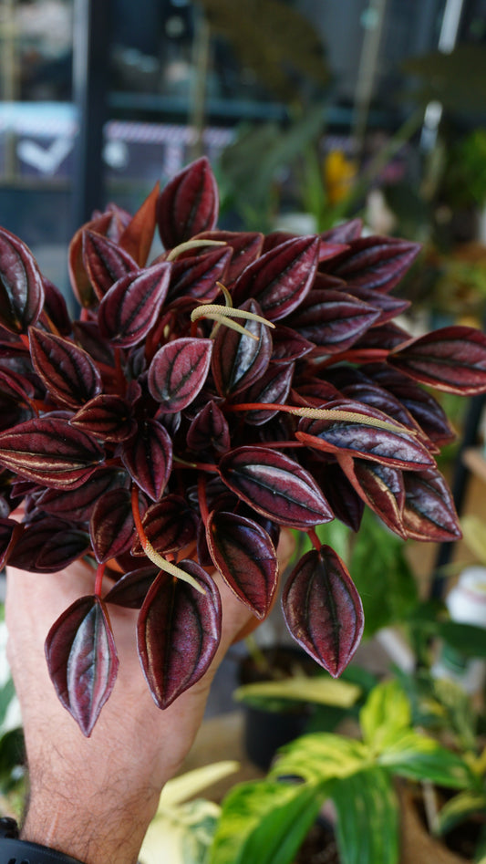 Peperomia Caperata Cayenne studio plantes rares jungle jardinerie strasbourg rare plant shop online pflanzen