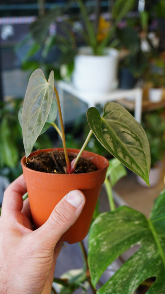 Anthurium Thaizan Love studio plantes rares jungle jardinerie strasbourg rare plant shop online pflanzen captain aroid hybrid
