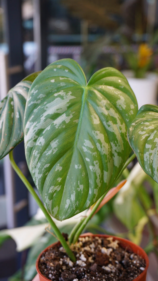 Philodendron McDowell x Brandtianum