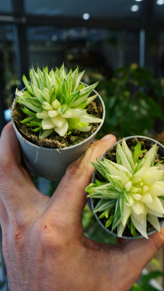 Haworthia Marumiana Variegata plante grasse succulente studio plantes rares jungle jardinerie strasbourg rare plant shop online pflanzen