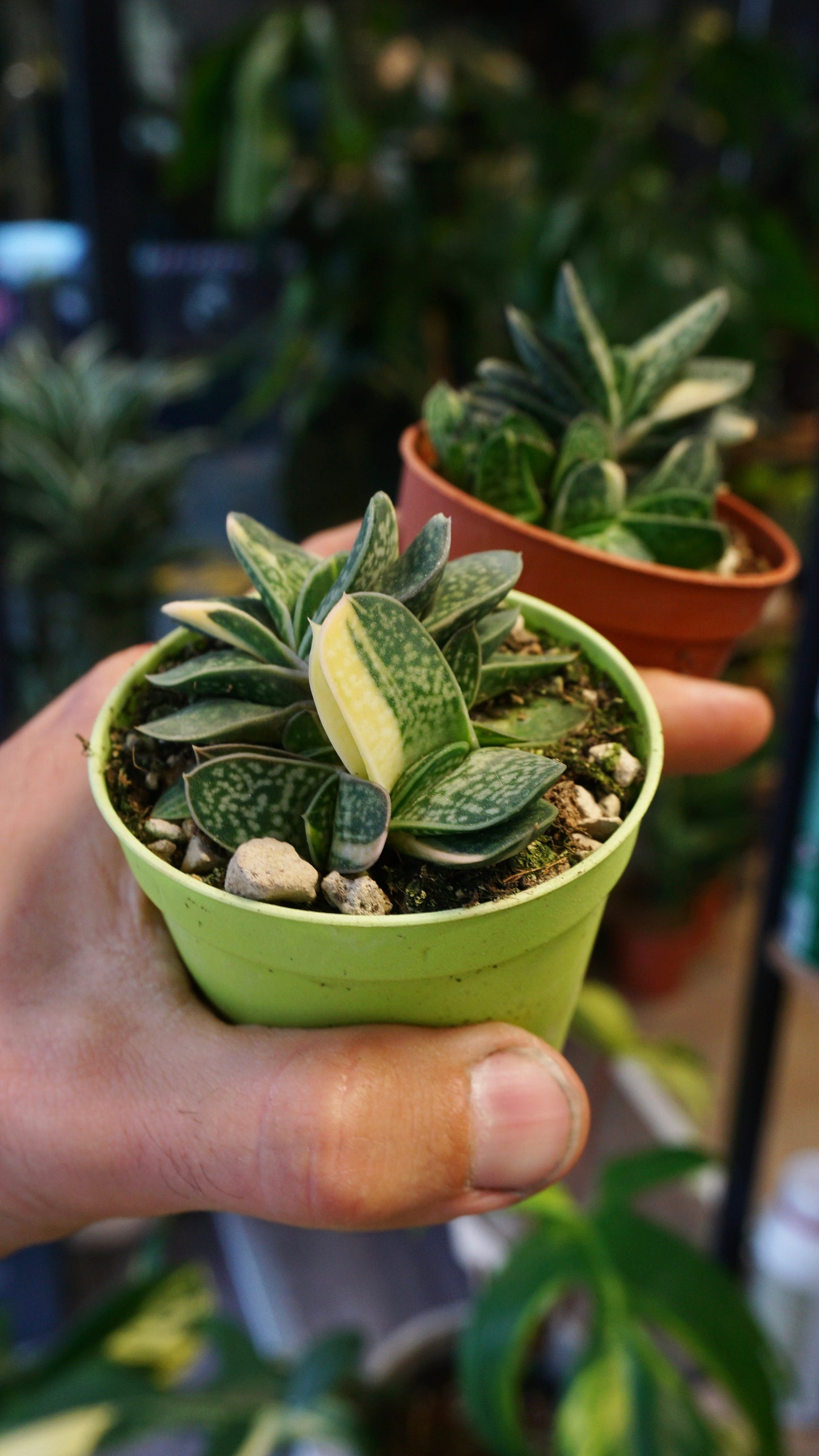 Gasteria Verrucosa variegata plante grasse succulente studio plantes rares jungle jardinerie strasbourg rare plant shop online pflanzen