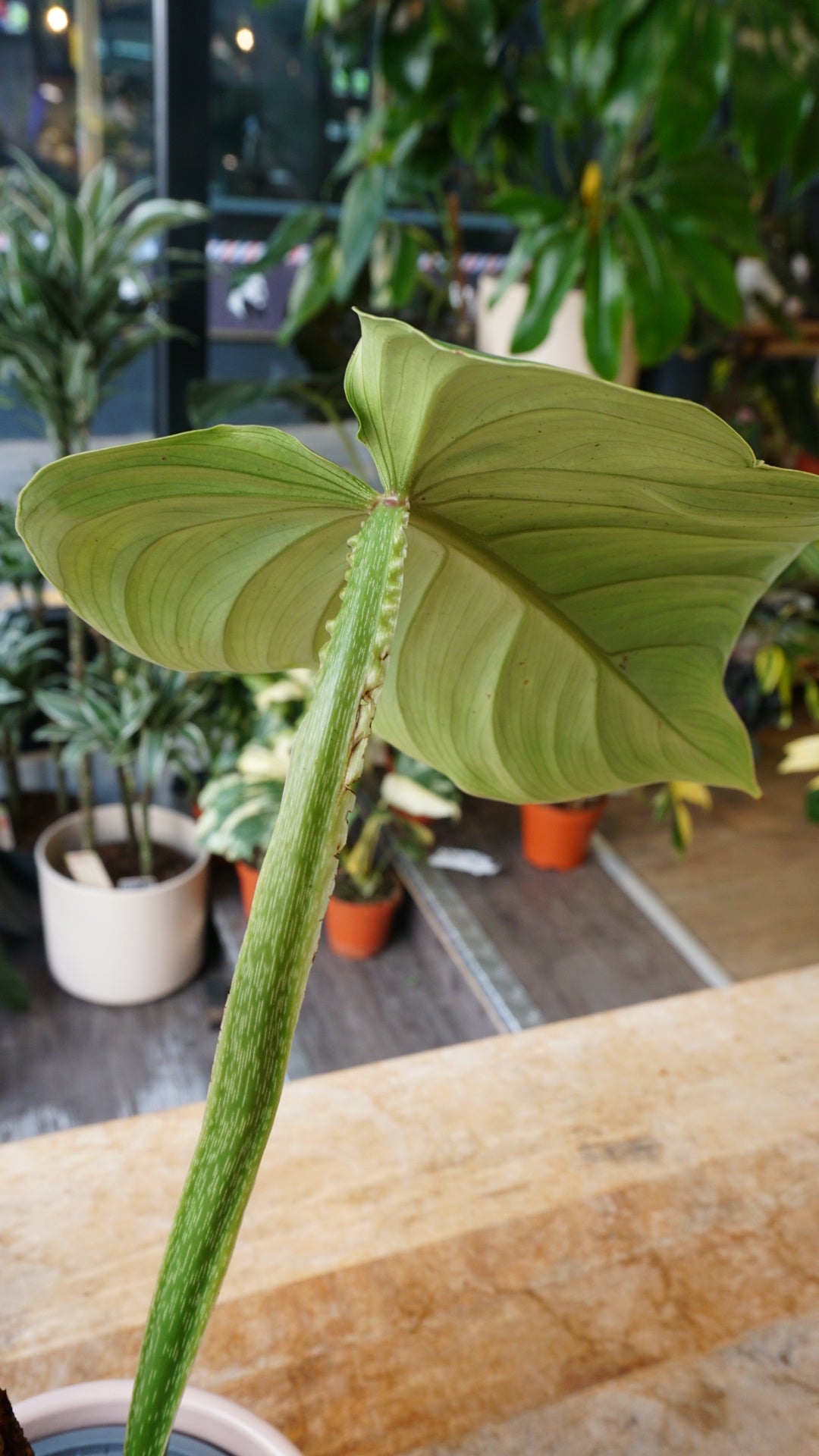 Philodendron Plowmanii Citrus