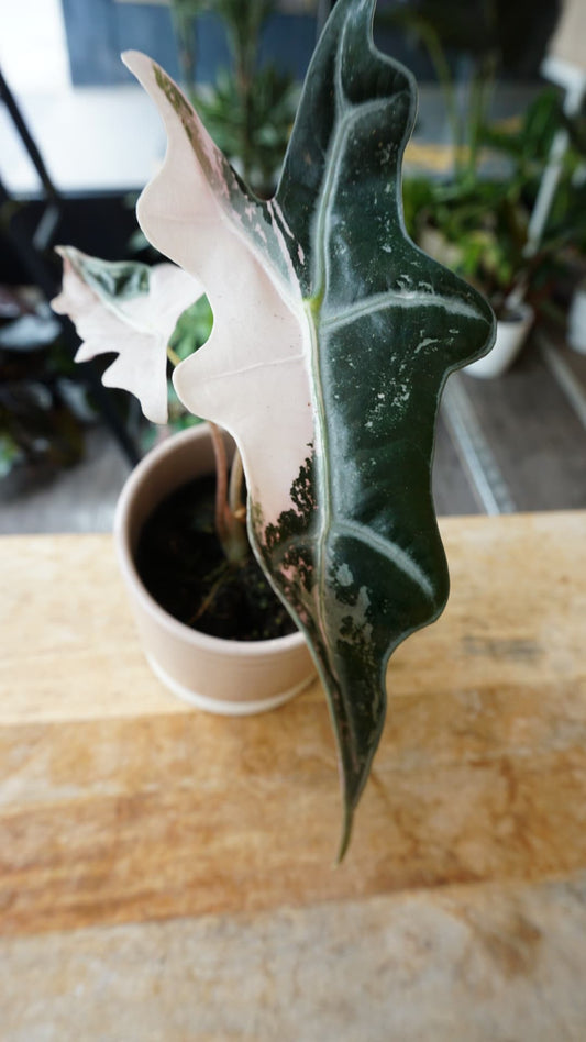 Alocasia Nobilis Pink Variegata