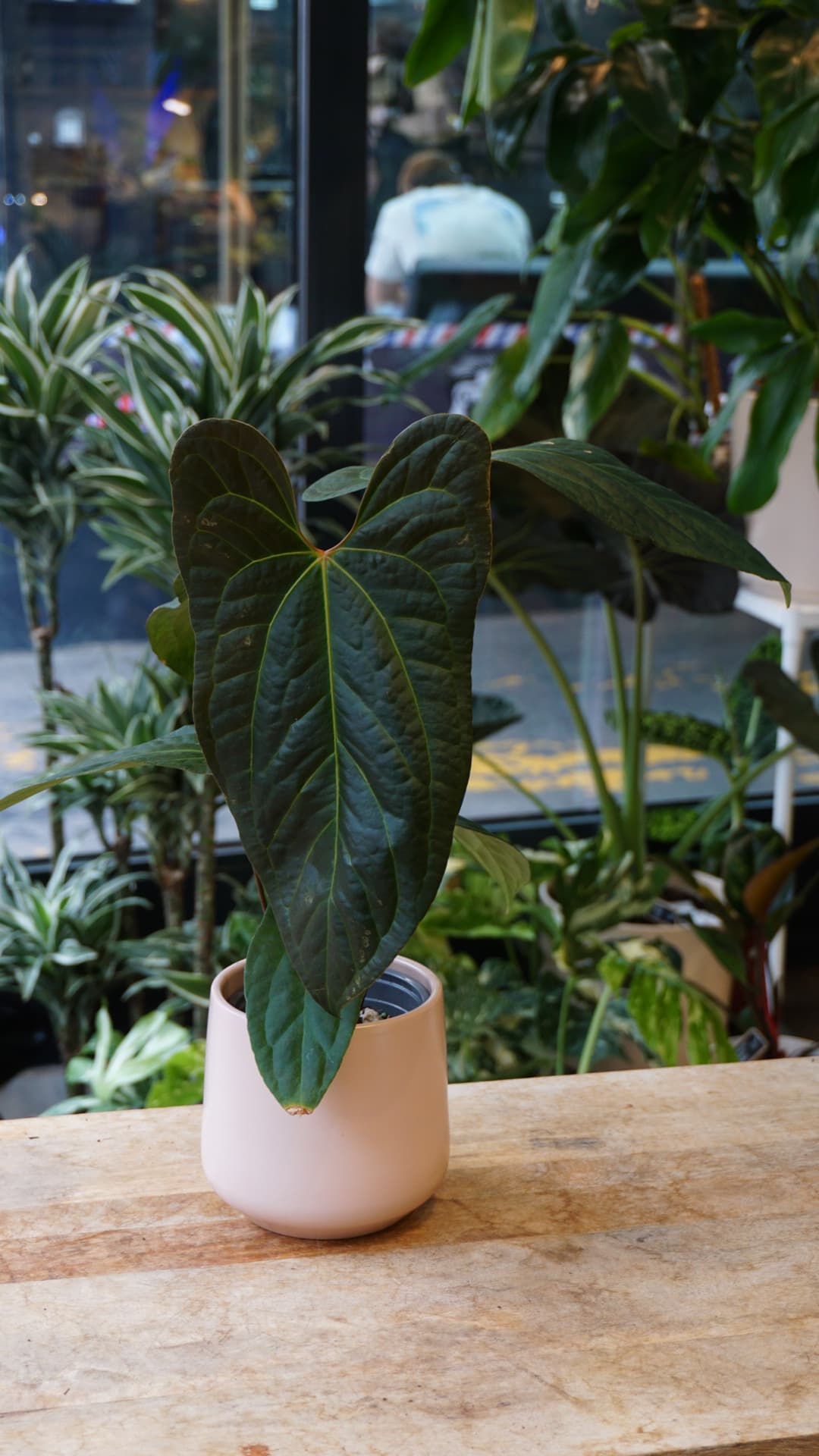 Anthurium Jungle Dreams (Besseae x Pinkleyi)