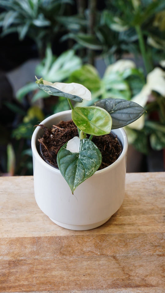 Alocasia Silver Dragon Variegata