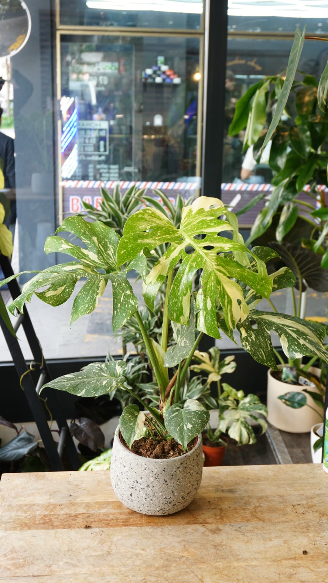 Monstera Thai Constellation M