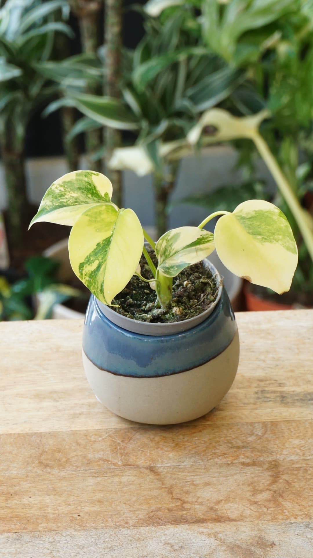 Monstera Aurea Yellow Marylin Baby