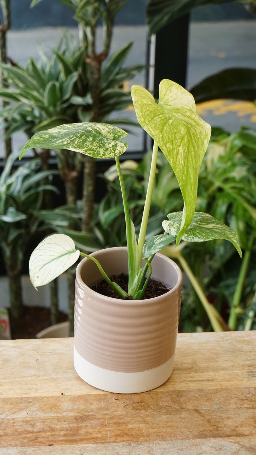 Monstera White Monster β Monstera rare de collection