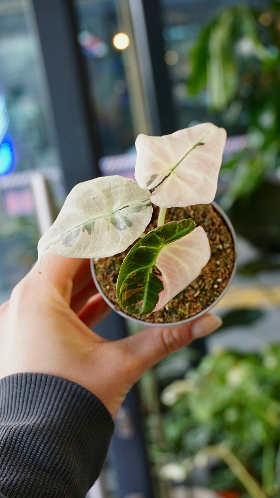 Alocasia Black Velvet Pink Variegata
