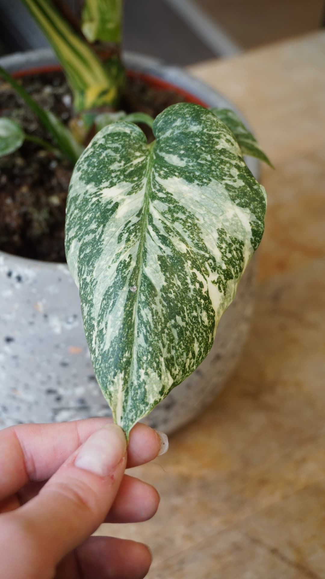 Monstera White Snow