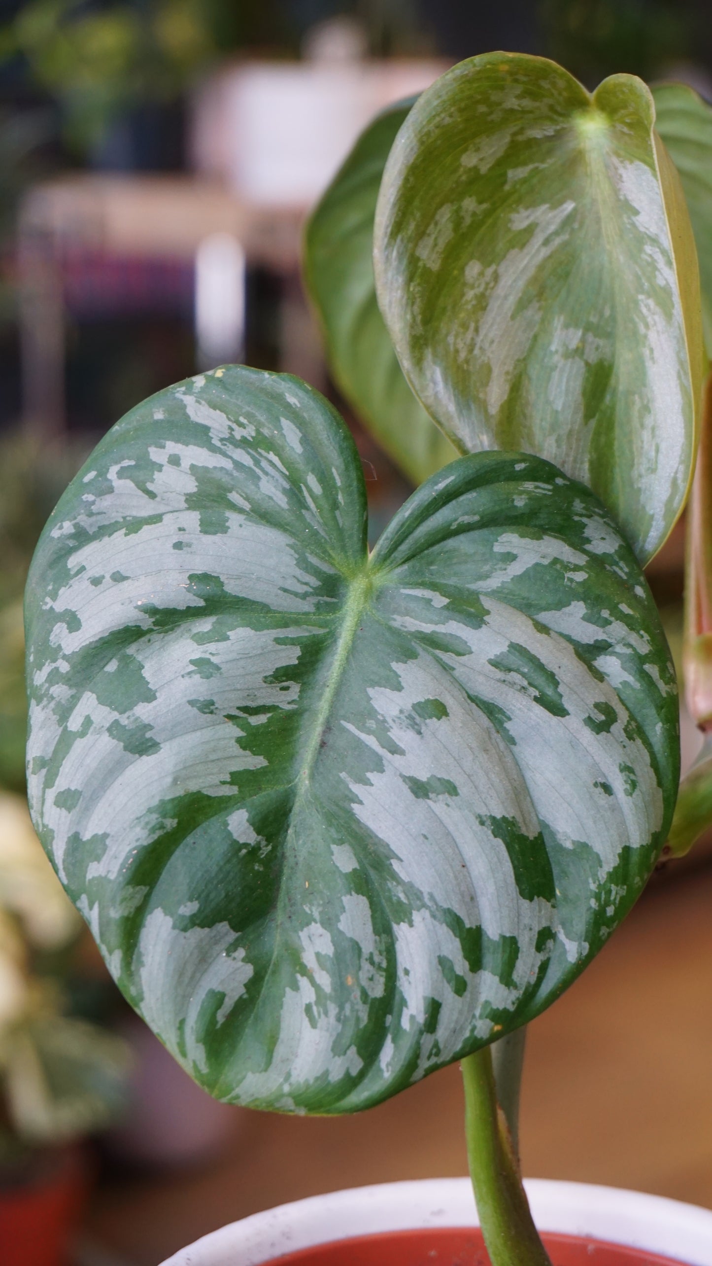 Philodendron McDowell x Brandtianum studio plantes rares jungle jardinerie strasbourg rare plant shop online pflanzen pattern zoom
