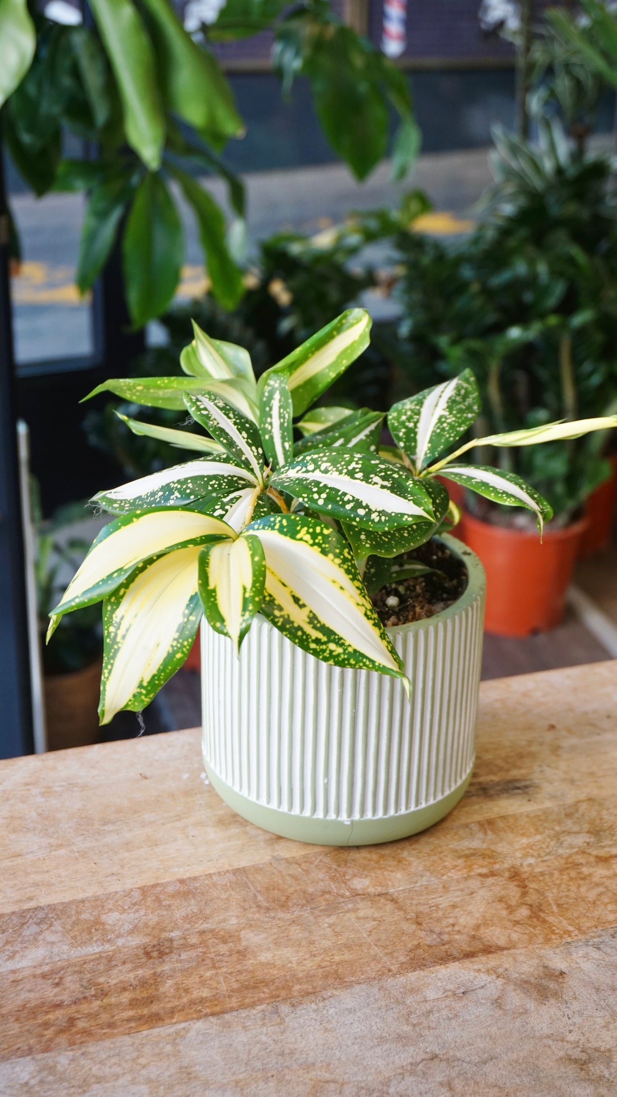 Dracaena Milky Way