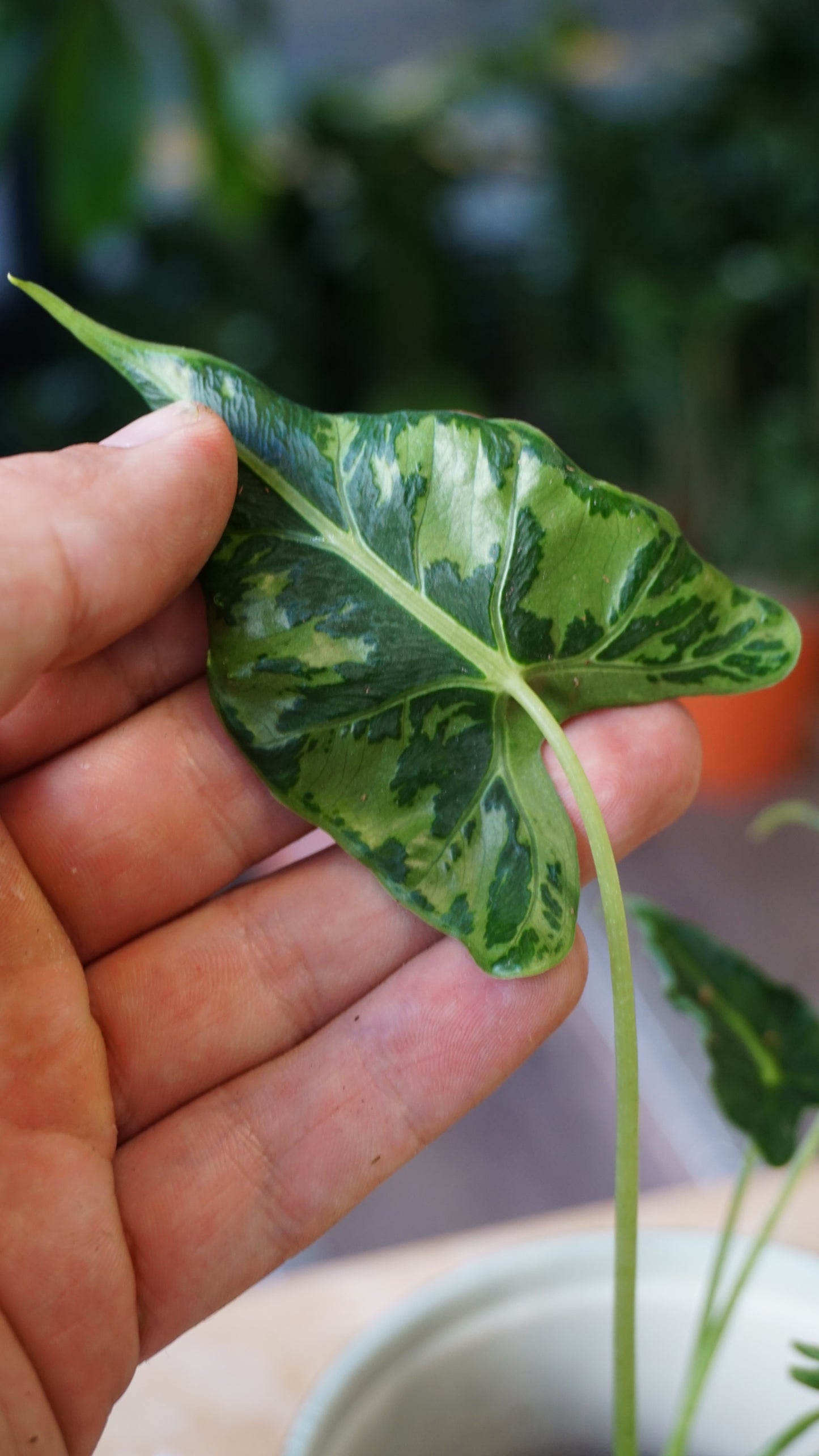 Alocasia Frydek Tattoo