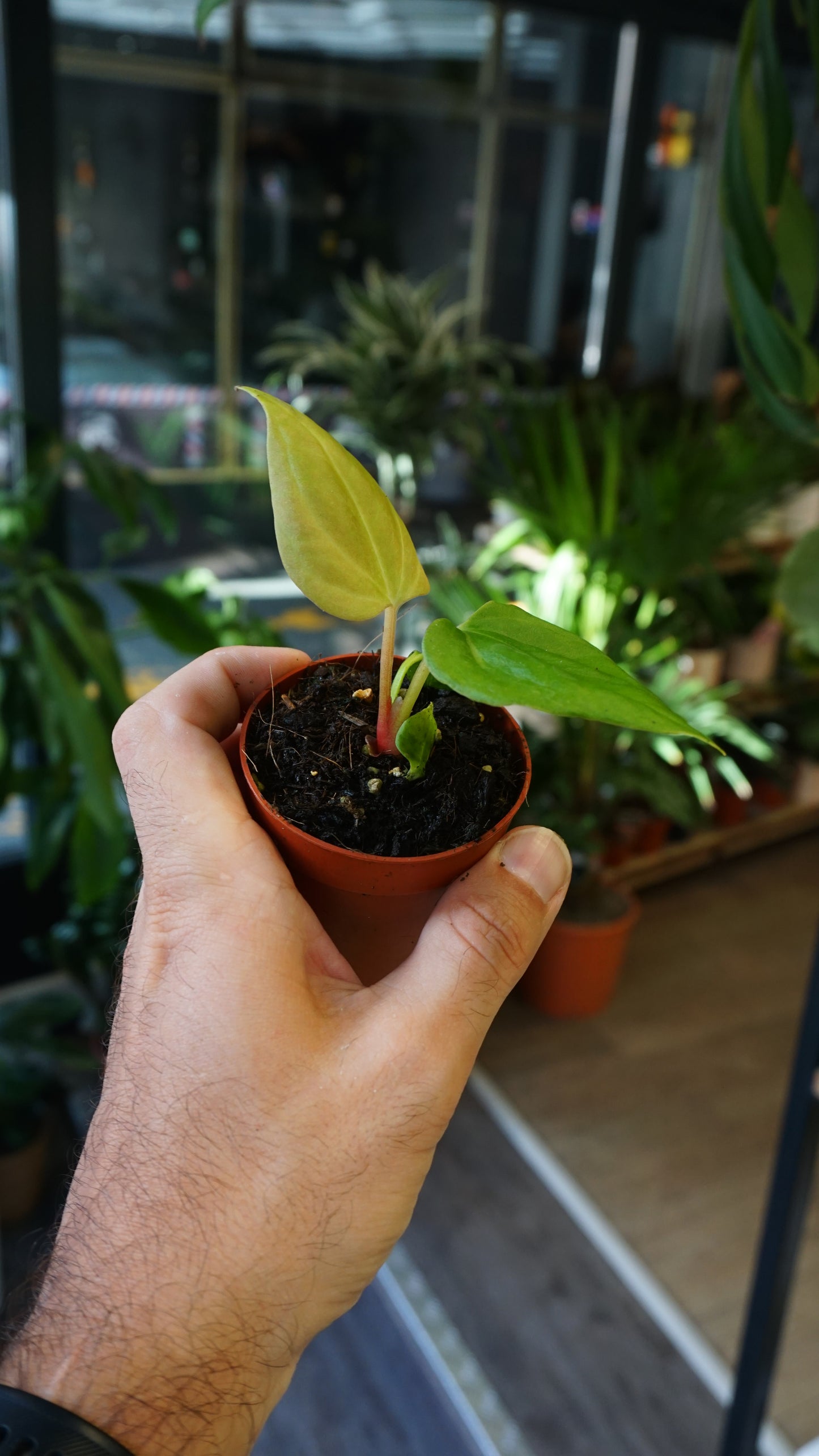 Anthurium Portillae
