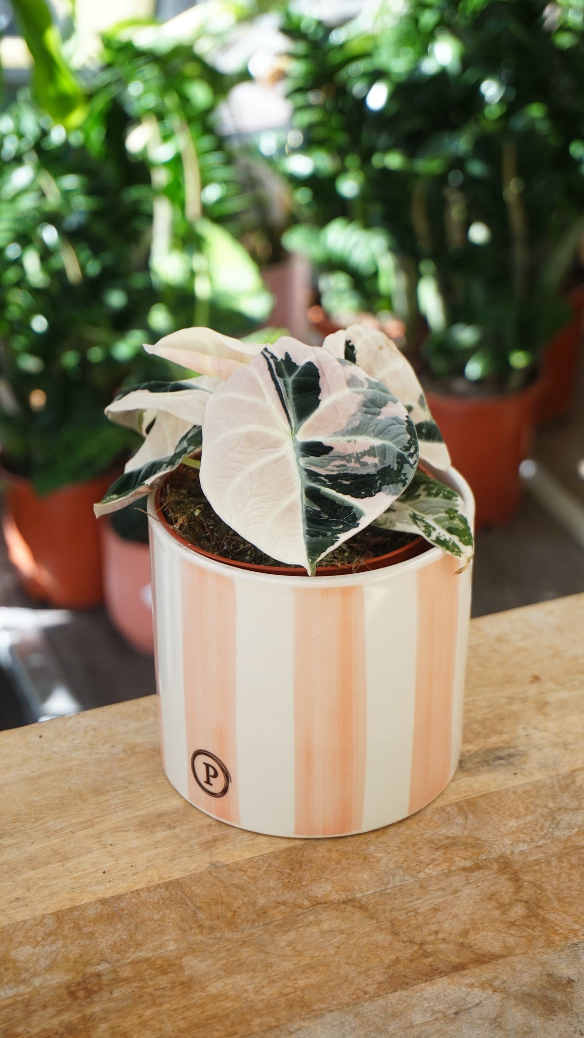 Alocasia Black Velvet Pink Variegata studio plantes rares jungle jardinerie strasbourg rare plant shop online pflanzen