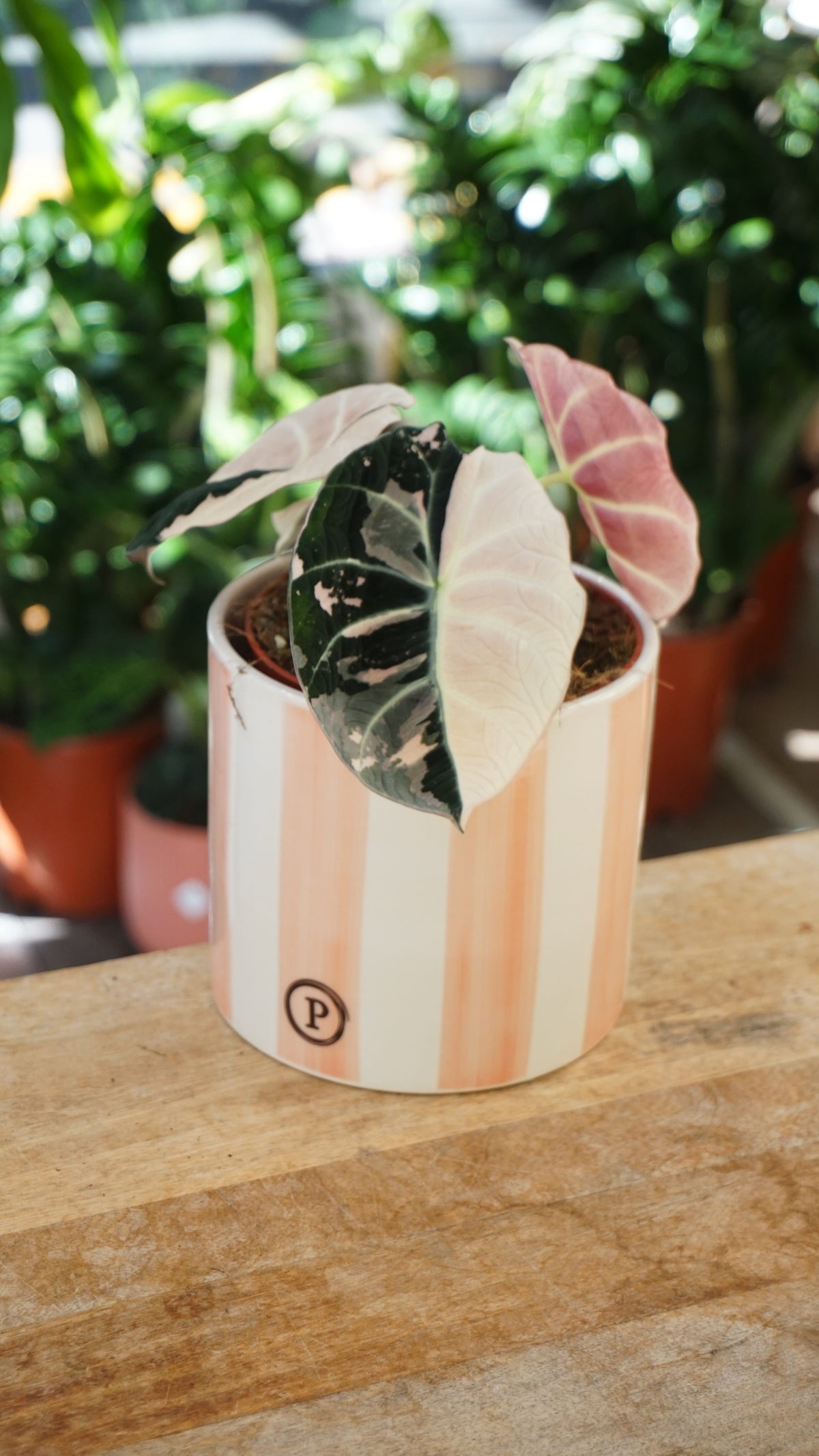 Alocasia Black Velvet Pink Variegata studio plantes rares jungle jardinerie strasbourg rare plant shop online pflanzen