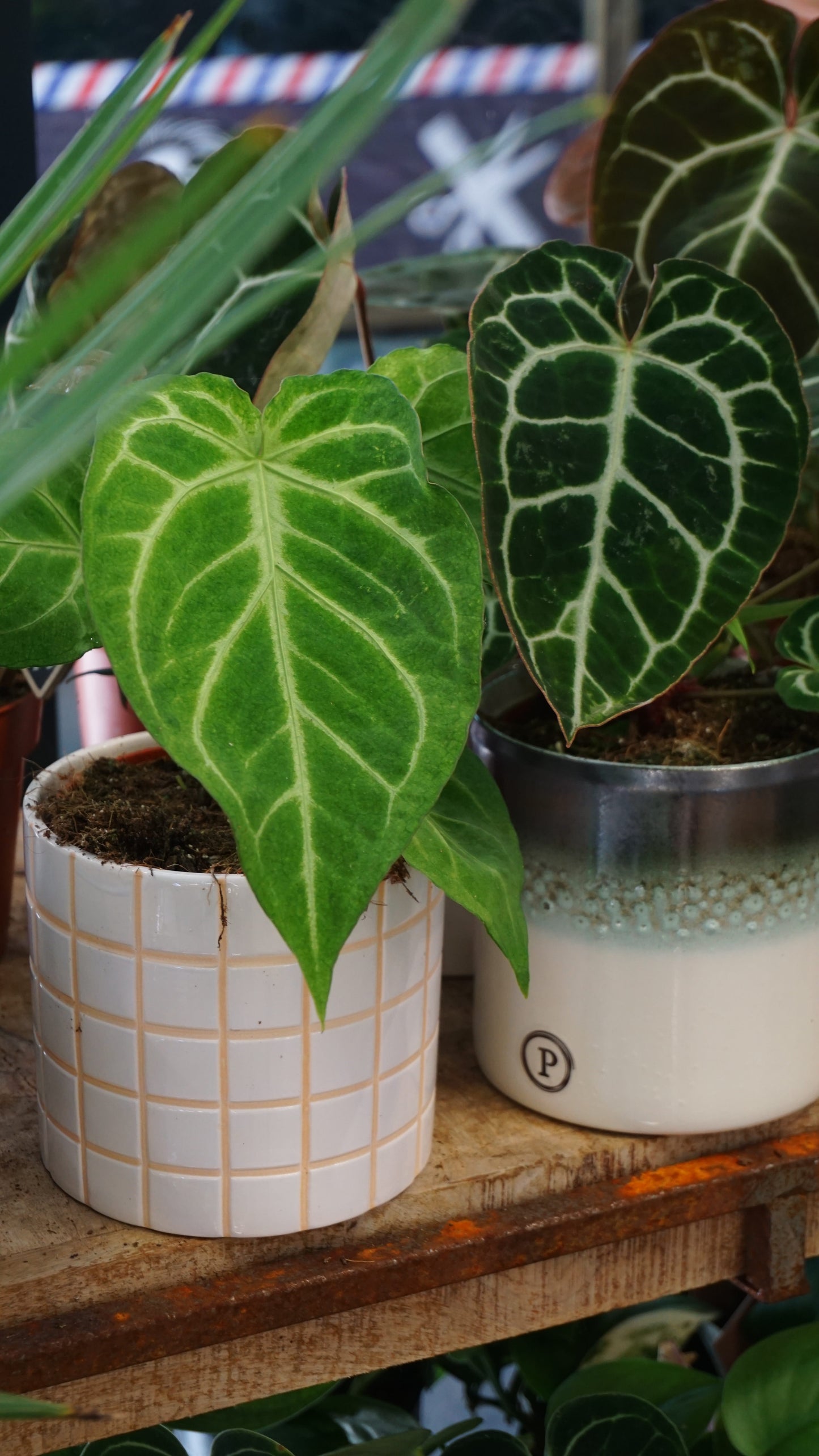 Anthurium Magnificum vs crystallinum Mint studio plantes rares jungle jardinerie strasbourg rare plant shop online pflanzen