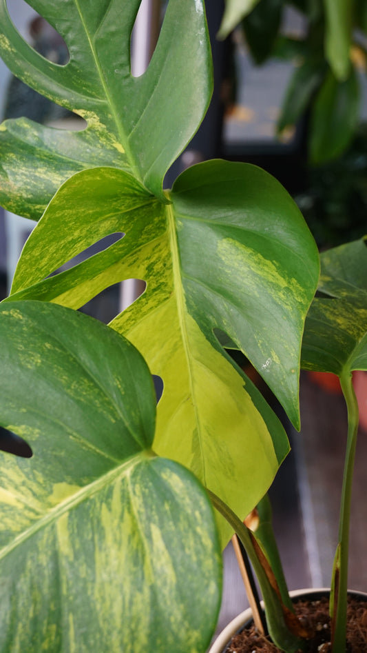 Monstera Aurea (Marmorata)