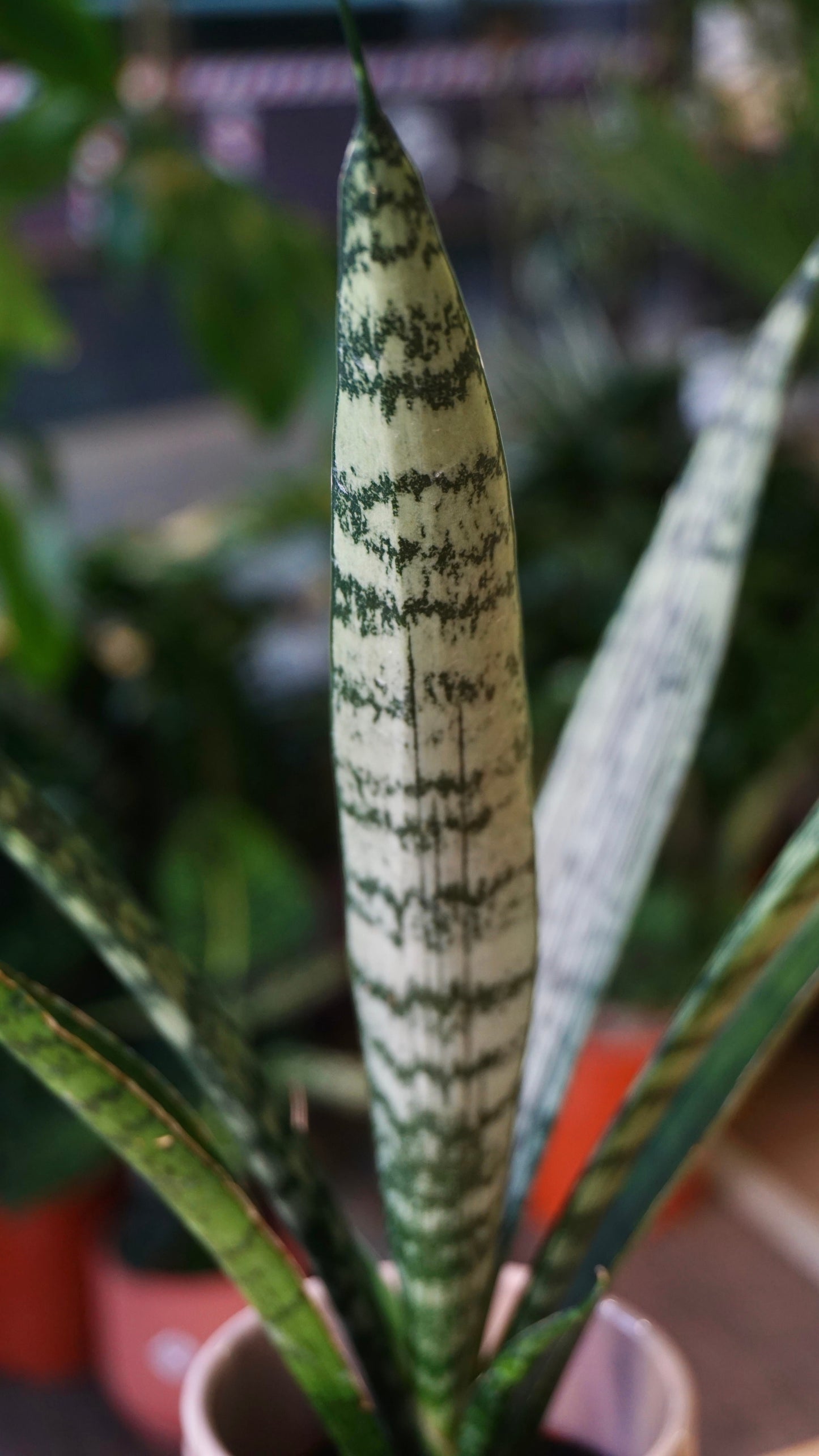 Sansevieria Everest rare collection studio plantes rares jungle jardinerie strasbourg rare plant shop online pflanzen