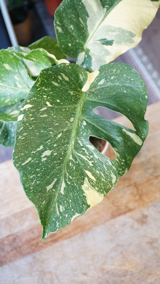 Monstera Thai Mutation