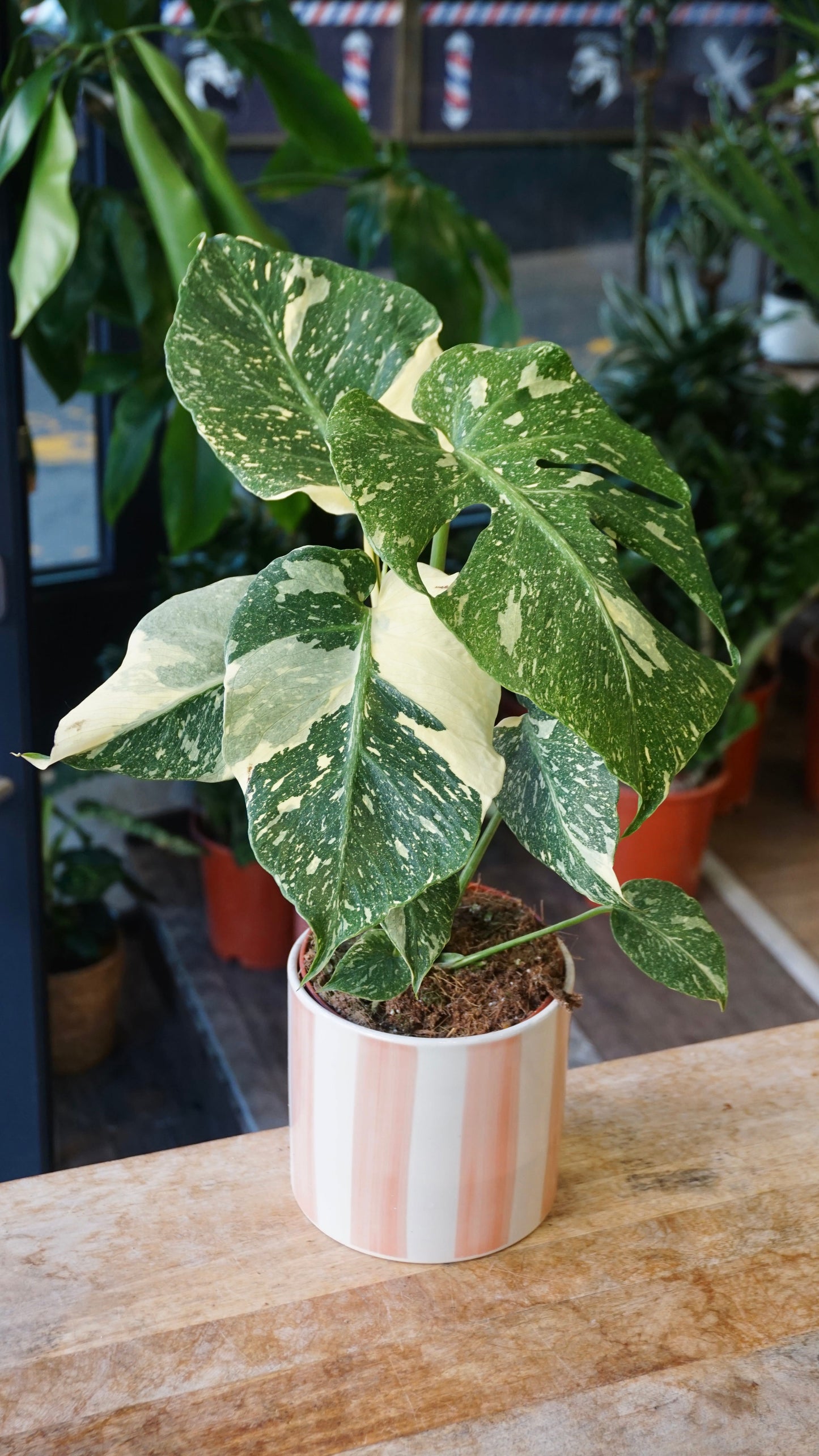 Monstera Thai Mutation