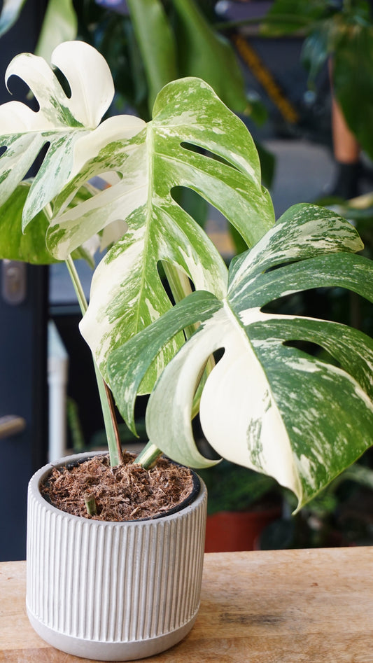 Monstera Variegata studio plantes rares jungle jardinerie strasbourg rare plant shop online pflanzen