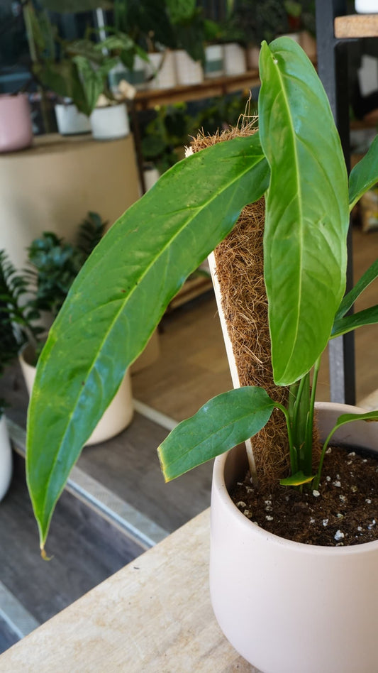 Monstera obliqua Yasuni