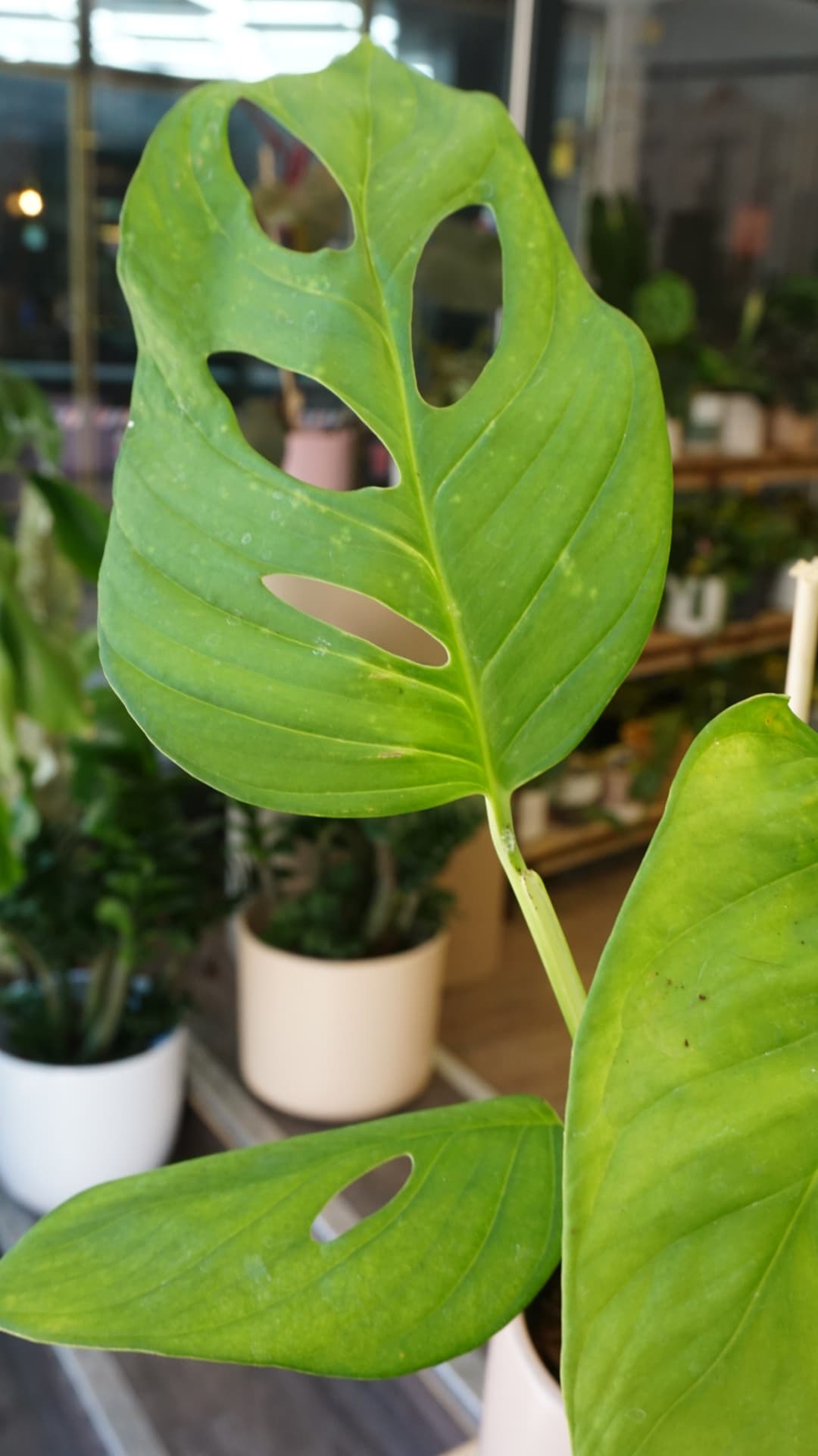 Monstera Loli