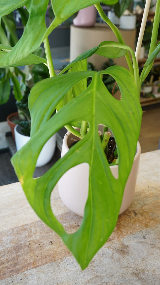 Monstera Loli