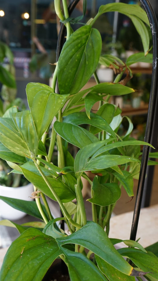Monstera Subpinnata