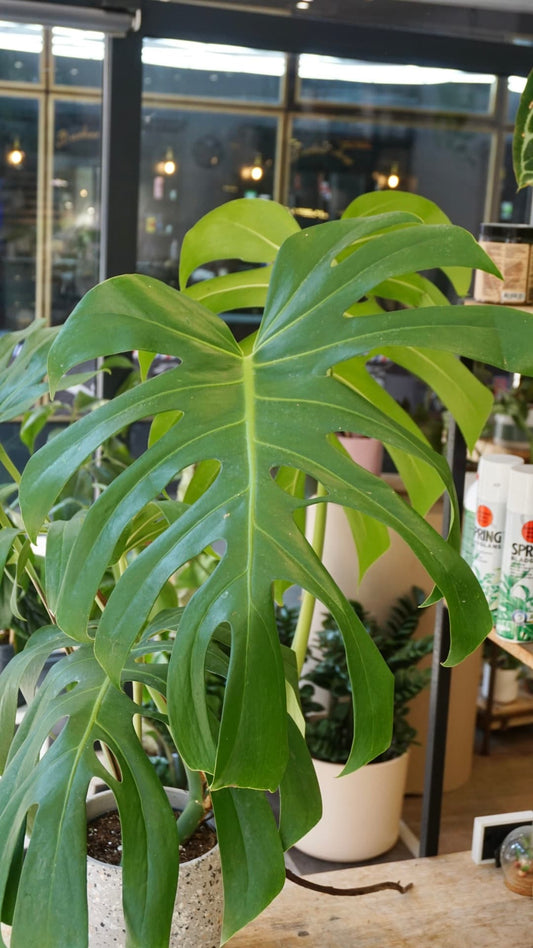 Monstera Brazil