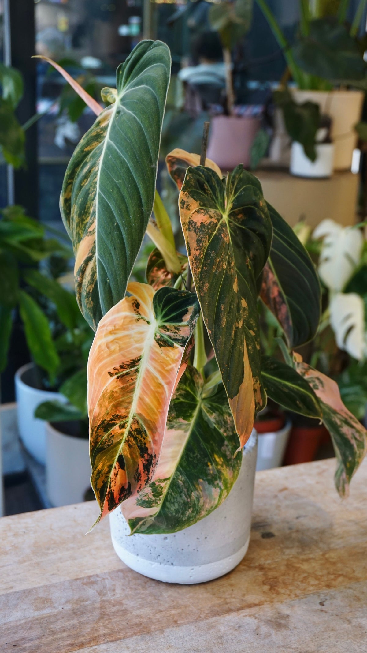 Philodendron Melanochrysum Variegata