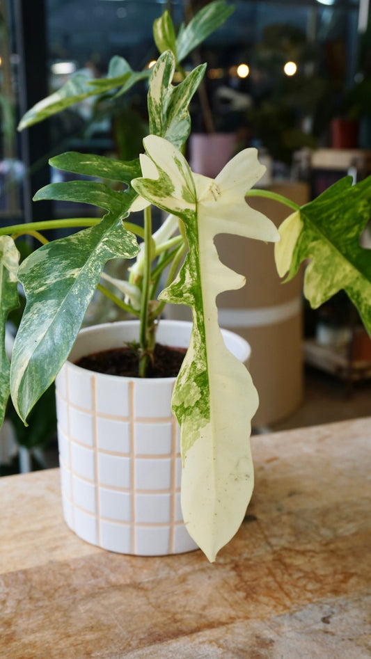 Philodendron Kitina studio plantes rares jungle jardinerie strasbourg rare plant shop online pflanzen