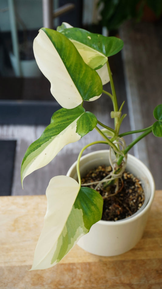 Philodendron Golden Dragon Variegata studio plantes rares jungle jardinerie strasbourg rare plant shop online pflanzen