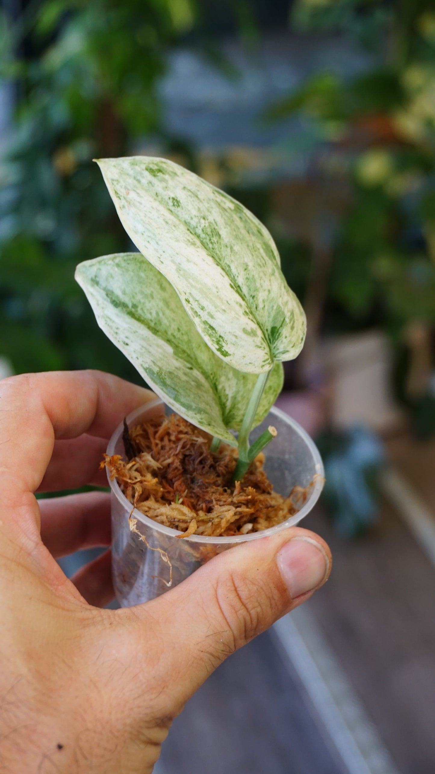 Scindapsus Moonlight Marble