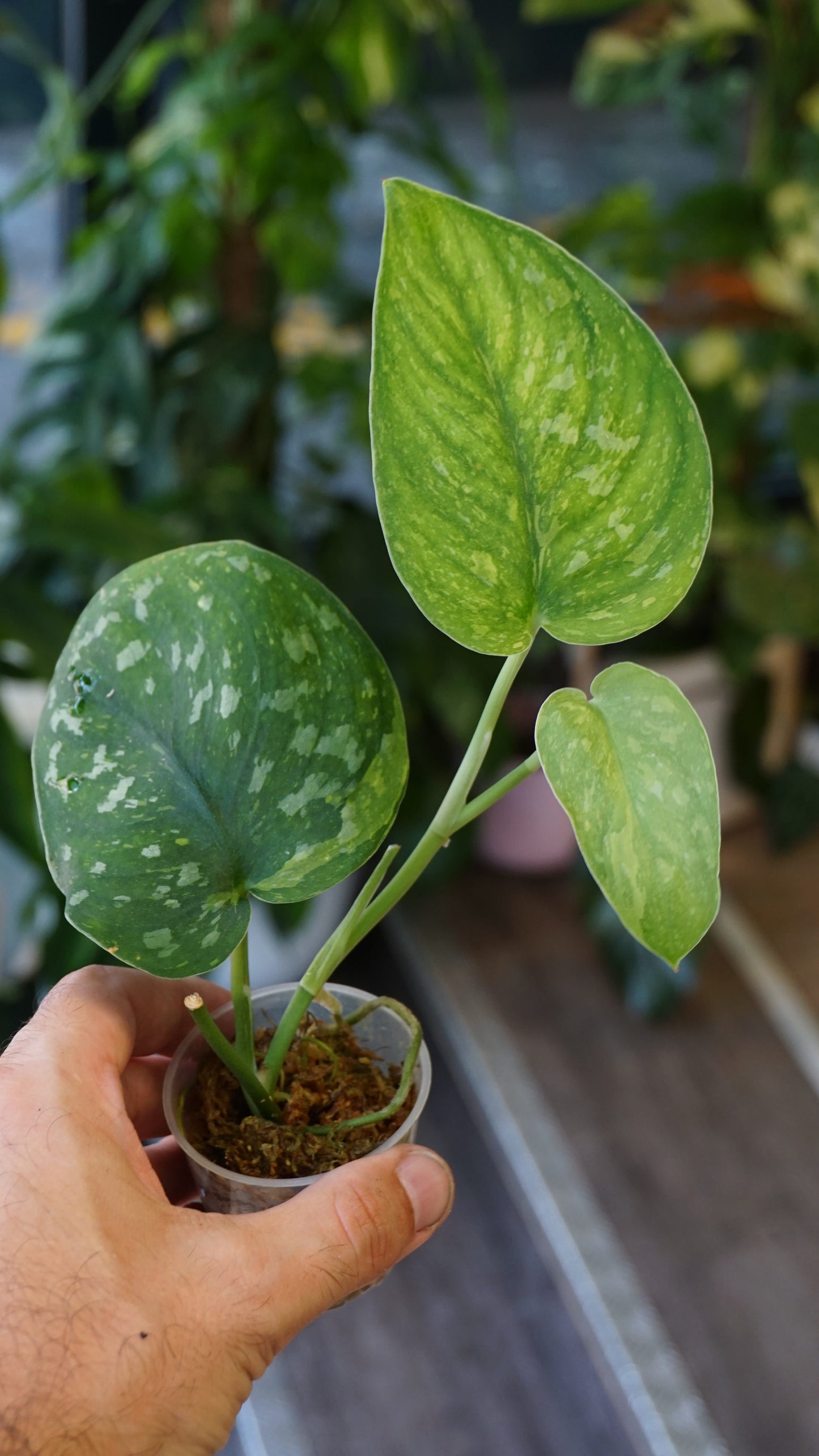 Scindapsus White Monster