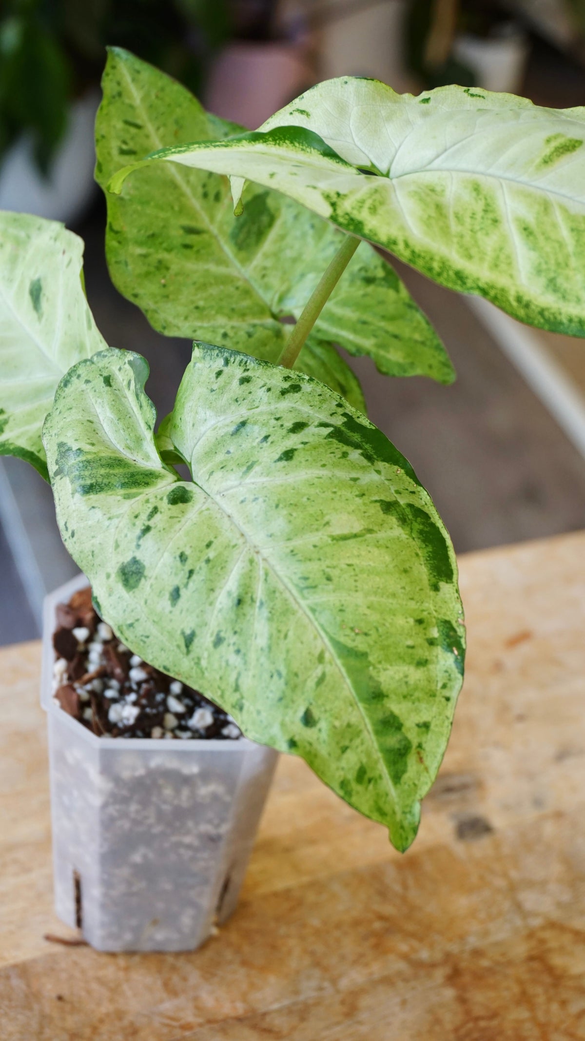 Syngonium Oregano