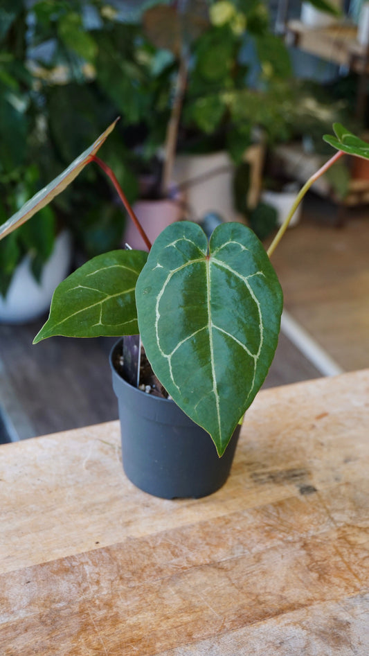 Anthurium Red Spider x (Michelle x Zara)