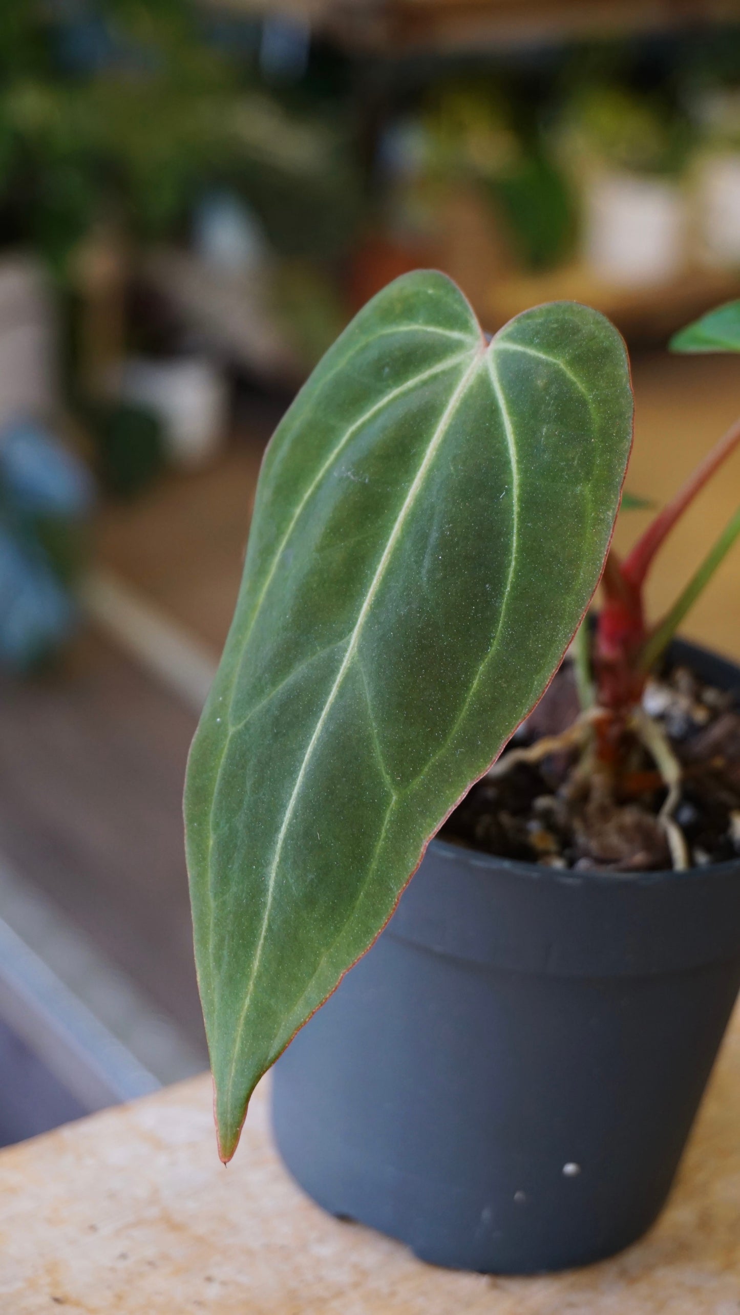 Anthurium NOID Demogorgon x Besseae Batarang