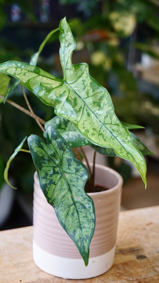 Alocasia Shattered Glass chartered glace studio plantes rares jungle jardinerie strasbourg rare plant shop online pflanzen