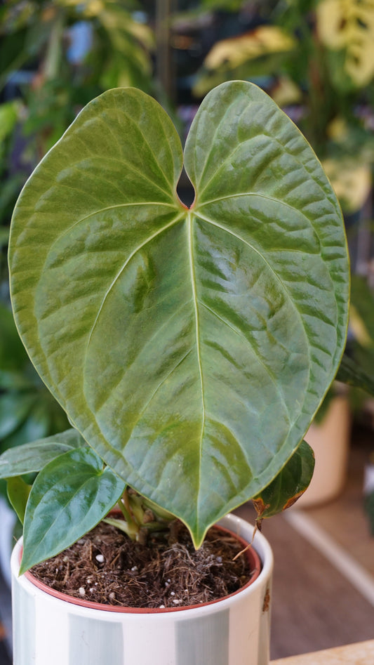 Anthurium NOID