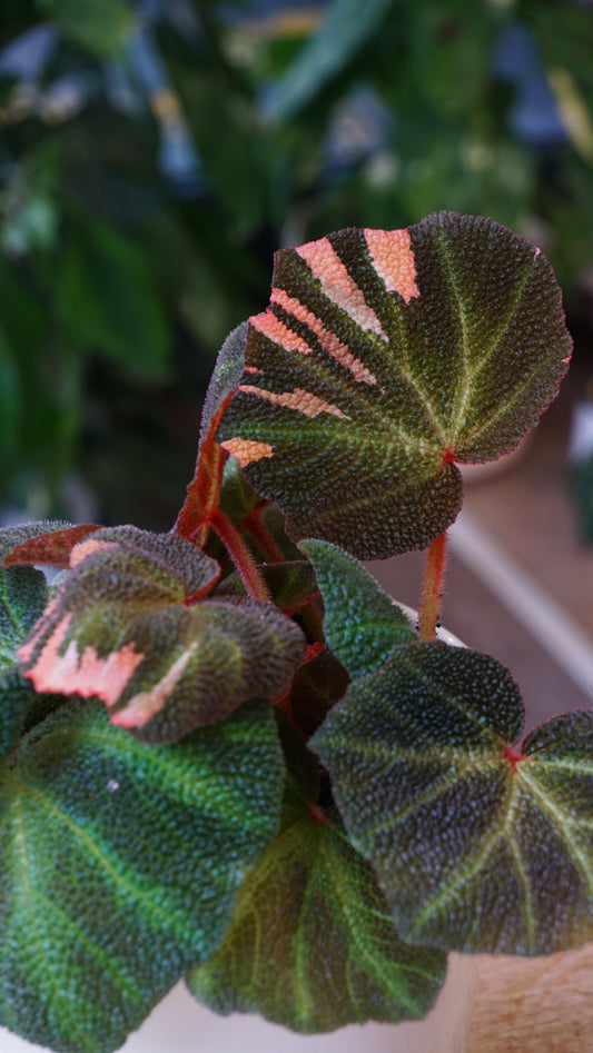 Begonia Soli Mutata Variegata studio plantes rares jungle jardinerie strasbourg rare plant shop online pflanzen
