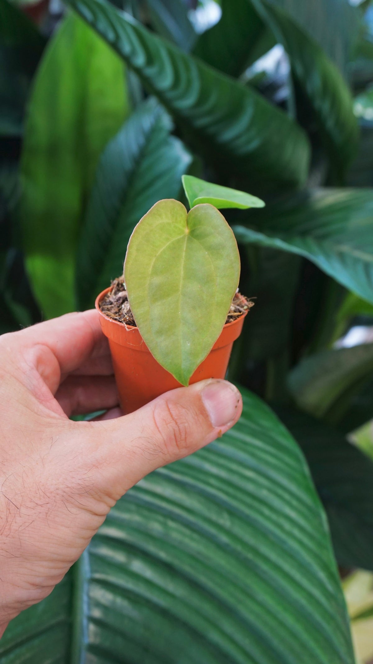 Anthurium Dressleri studio plantes rares jungle jardinerie strasbourg rare plant shop online pflanzen