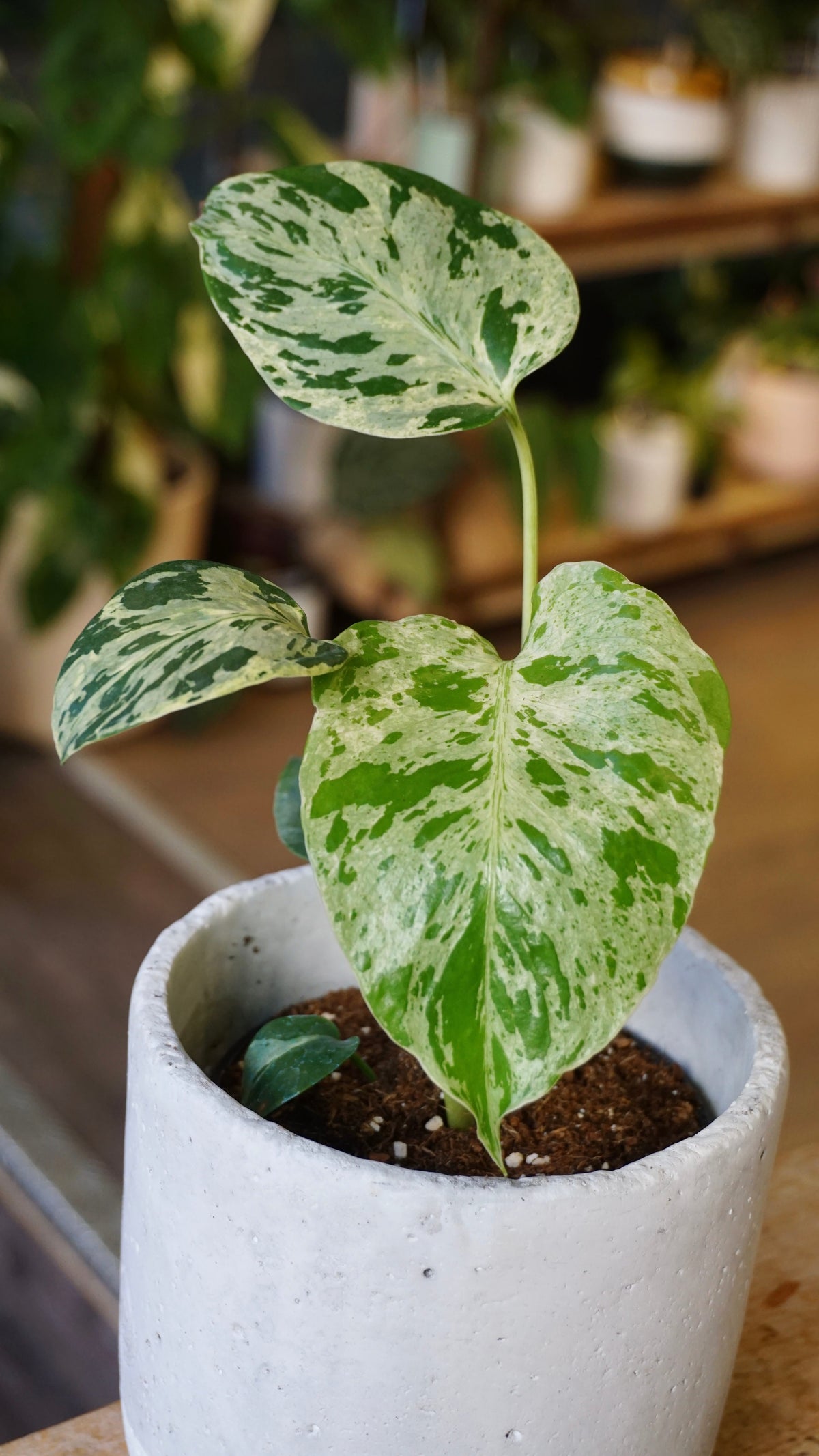 Monstera Vietcosa studio plantes rares jungle jardinerie strasbourg rare plant shop online pflanzen