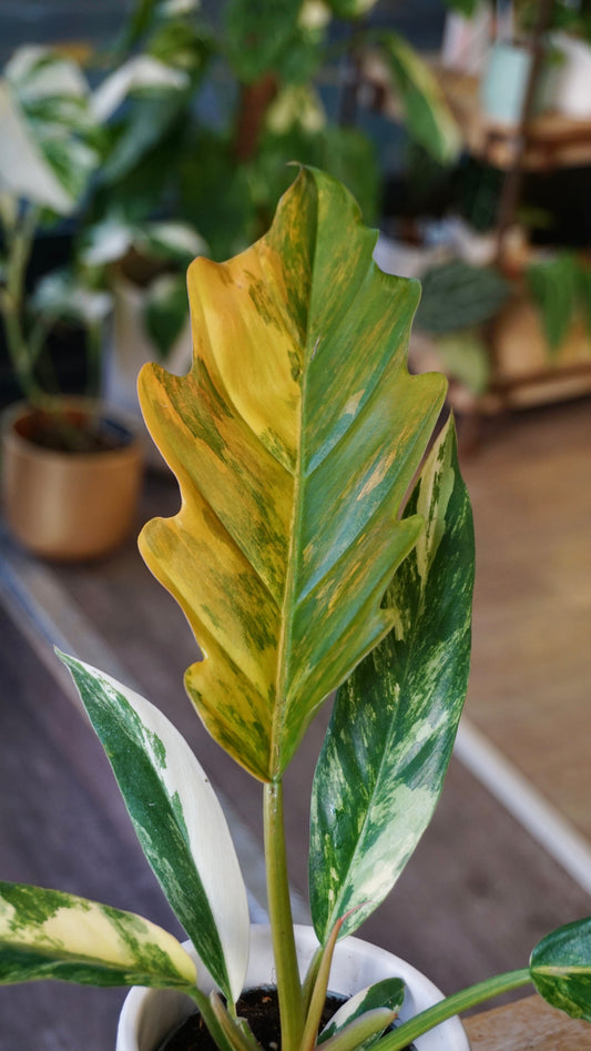 philodendron caramel marble variegata studio plantes rares jungle jardinerie strasbourg rare plant shop online pflanzen plant number 1