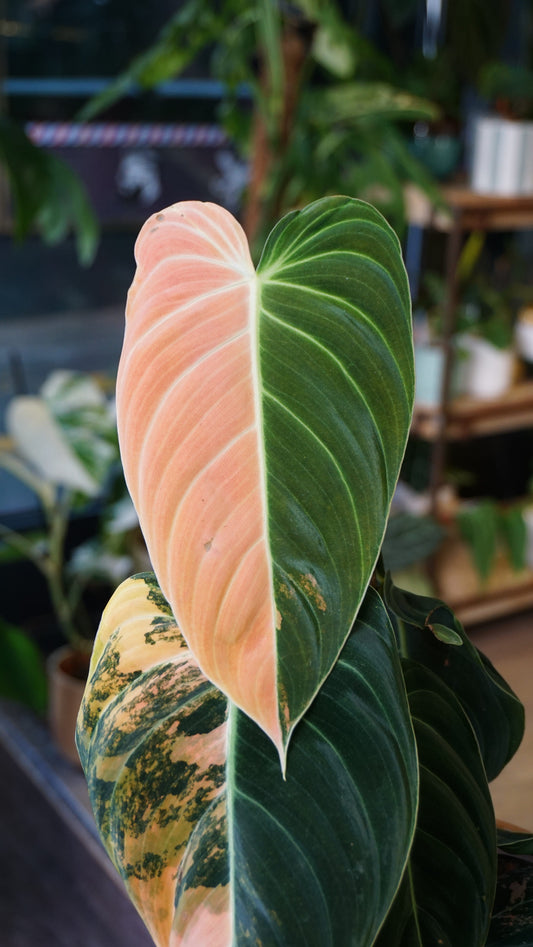 Variegated Melanochrysum Philodendron