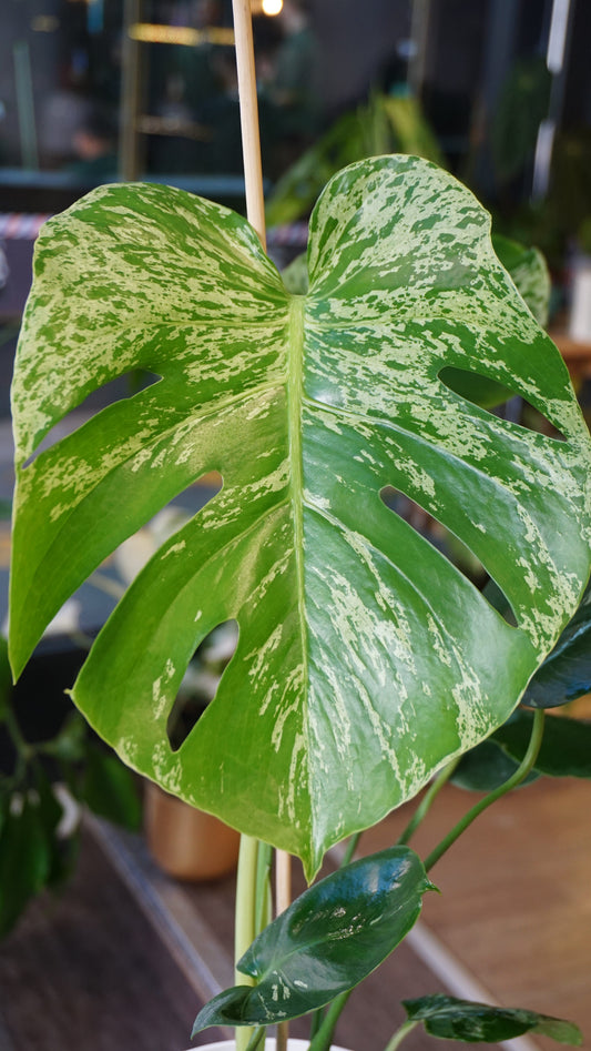 Monstera Bulbasaur mature studio plantes rares jungle jardinerie strasbourg rare plant shop online pflanzen